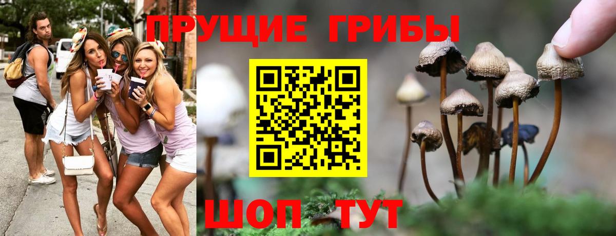 Псилоцибиновые грибы Psilocybe  Галлюциногенные грибы MAGIC MUSHROOMS  Краснознаменск 